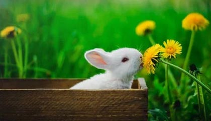 九游（jiuyou.com）游戏-江苏肯帝亚客场失利，辽宁男篮大胜，江苏肯帝亚男篮新引援